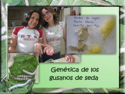 Experiencia genética con gusanos de seda